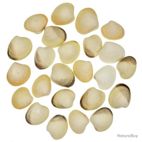 Coquillages meretrix meretrix entiers - 3.5 � 5 cm - Lot de 5