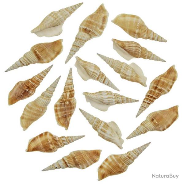 Coquillages strombus vittatus - 7 � 9 cm - Lot de 5