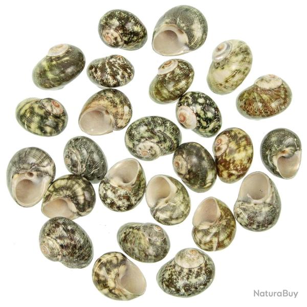 Coquillages turbo cinerius polis - 3 � 4 cm - Lot de 5