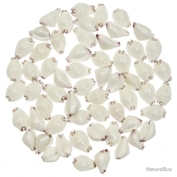 Coquillages calpurnus verrucosus - 2.5 � 3 cm - Lot de 10