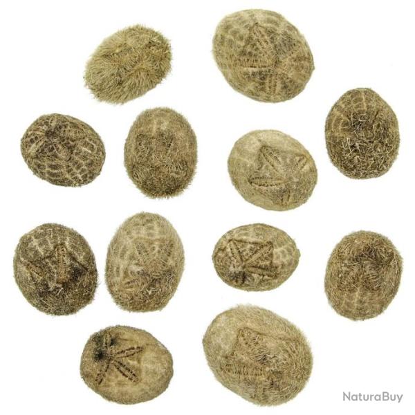 H�rissons de mer - 3 � 5 cm - Lot de 5