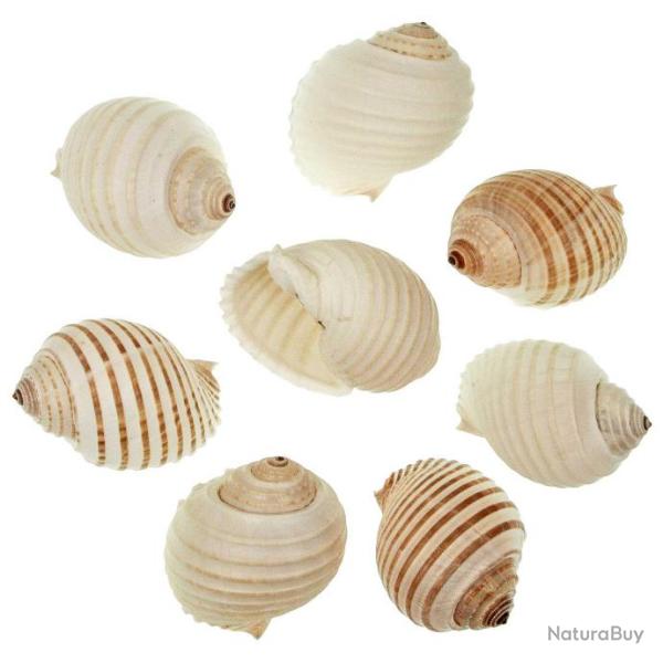 Coquillages tonna allium - 5 � 8 cm - Lot de 2