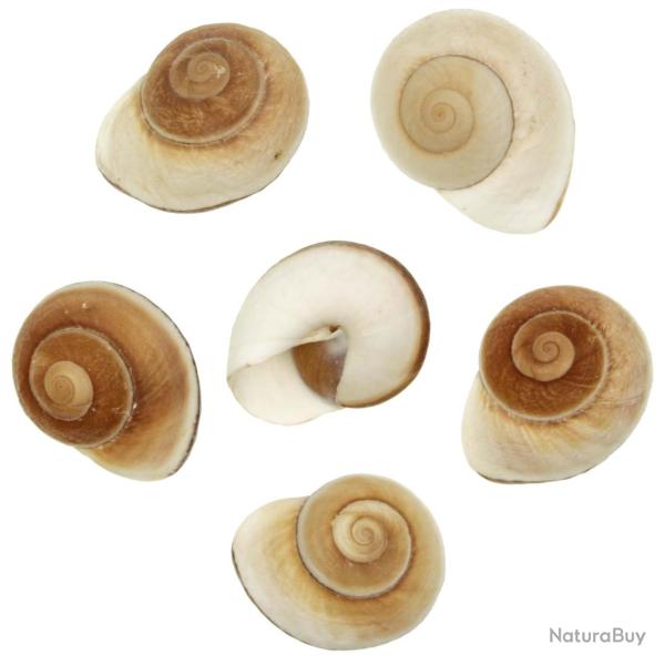 Coquillages ryssota ovum ensaymada - 7 � 8 cm - Lot de 2