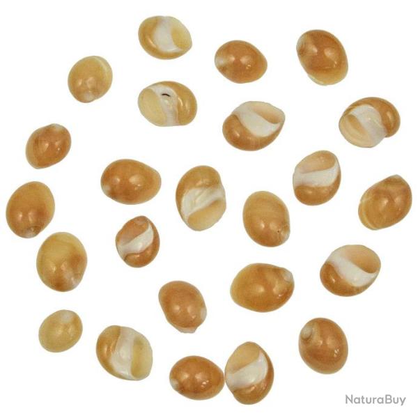 Coquillages polinices oranges polis - 2 � 3 cm - Lot de 3