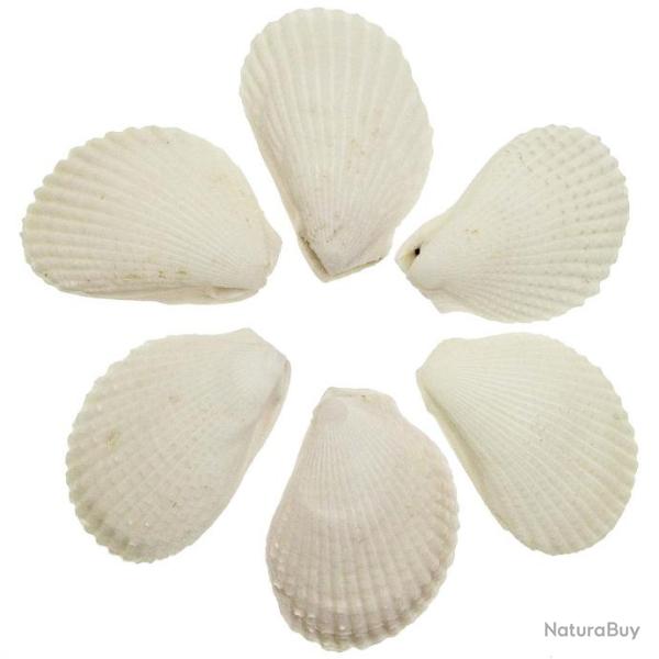 Coquillages lima lima entiers - 9 � 11 cm - Lot de 2