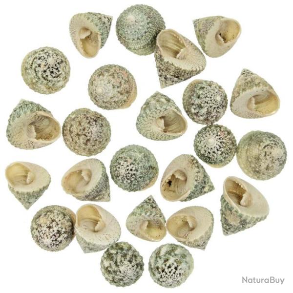 Coquillages trochus maculatus - 3 � 3.5 cm - Lot de 5