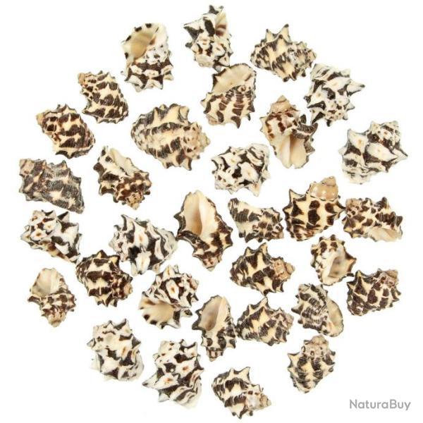 Coquillages drupa morum noirs - 3 � 4 cm - Lot de 5