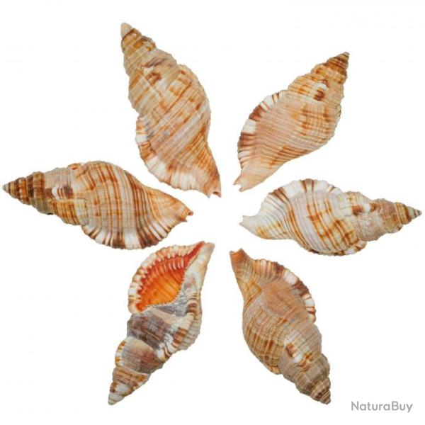 Coquillages cymatium pileare - 7 � 9 cm - Lot de 2