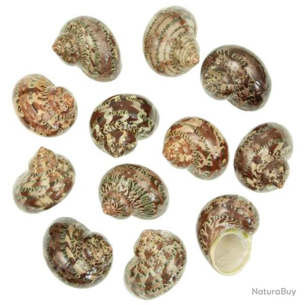 Coquillages turbo petholatus polis - 4 � 5 cm - Lot de 2
