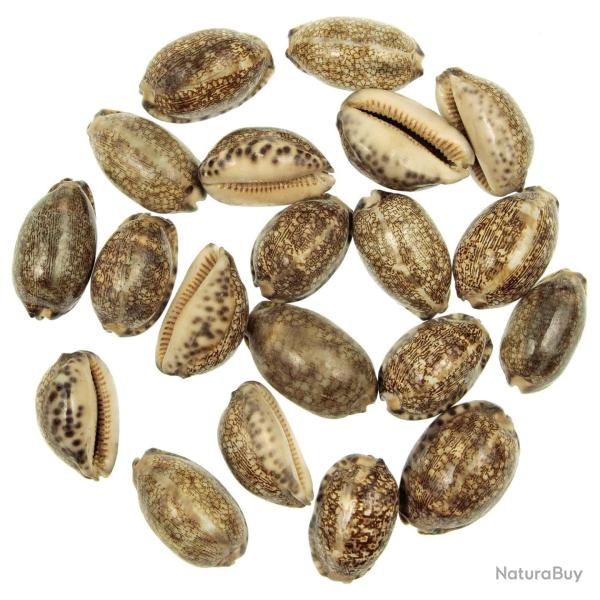 Coquillages cypraea arabica - 4 � 6 cm - Lot de 2