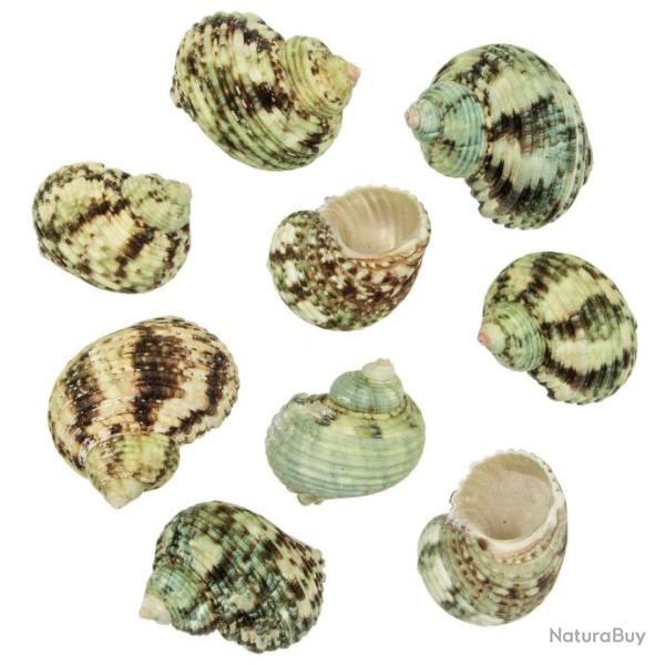 Coquillages turbo argyrostomus - 5 � 7 cm - Lot de 2