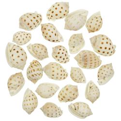 Coquillages semicassis bisulcata - 4 &agrave; 6 cm - Lot de 4