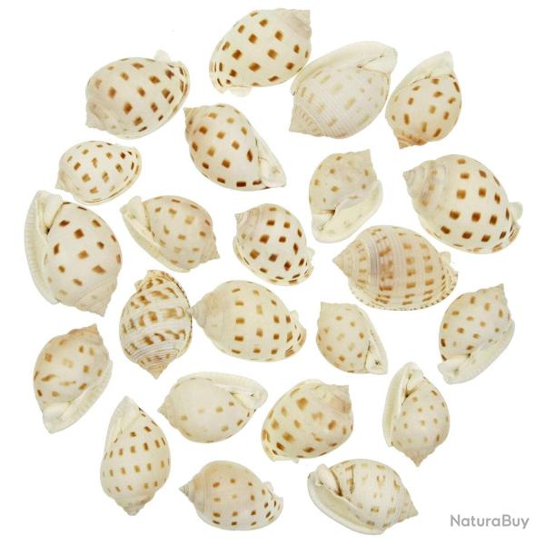 Coquillages semicassis bisulcata - 4 � 6 cm - Lot de 4