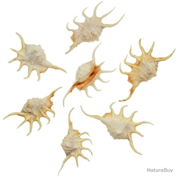 Coquillages lambis crocata - 10 � 14 cm - Lot de 2