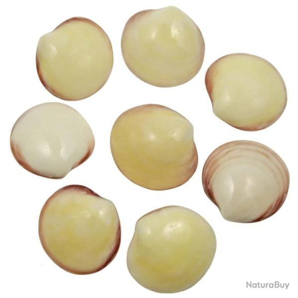 Coquillages codakia tigrina poli entier - 5 � 6 cm - Lot de 2