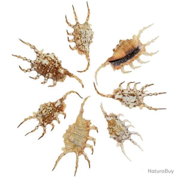 Coquillages lambis scorpio - 9 � 12 cm - Lot de 2