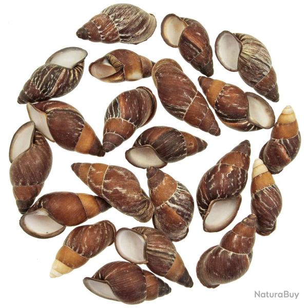 Coquillages helicostyla mindorensis - 4 � 6 cm - lot de 5