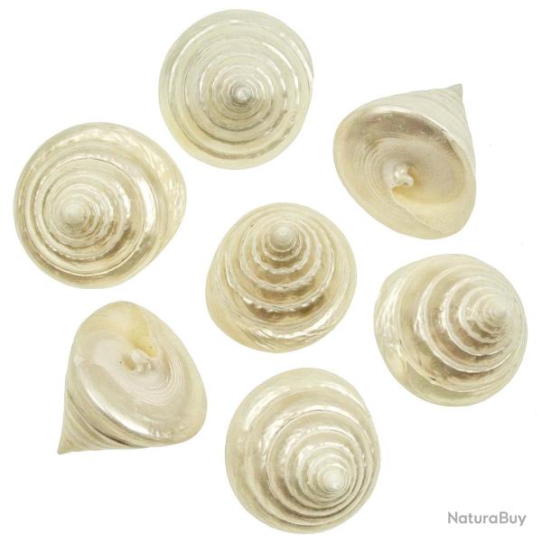 Coquillages tectus pyramis nacrs - 5  7 cm - lot de 2
