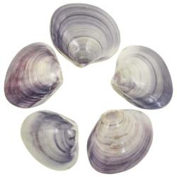 Coquillages codakia violets polis entiers - 8 &agrave; 9 cm - A l'unit&eacute;