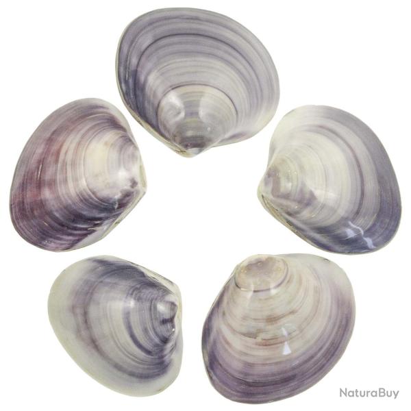 Coquillages codakia violets polis entiers - 8 � 9 cm - A l'unit�