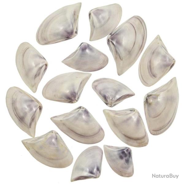 Coquillages donax scrotum polis entiers - 5 � 7 cm - Lot de 2