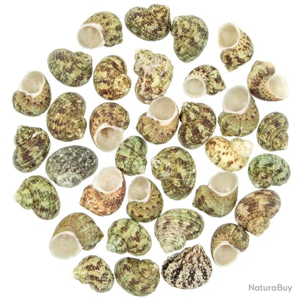 Coquillages turbo bruneus - 3 � 4 cm - Lot de 10