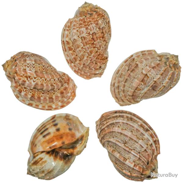 Coquillages harpa davidus - 9 � 11 cm - A l'unit�