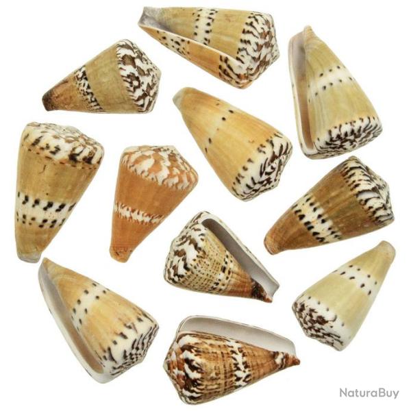 Coquillages conus capitaneus - 5 � 7 cm - Lot de 5