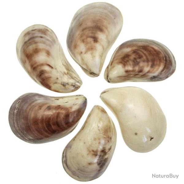 Coquillages barbatia oblica polis entiers - 12 � 14 cm - Lot de 2