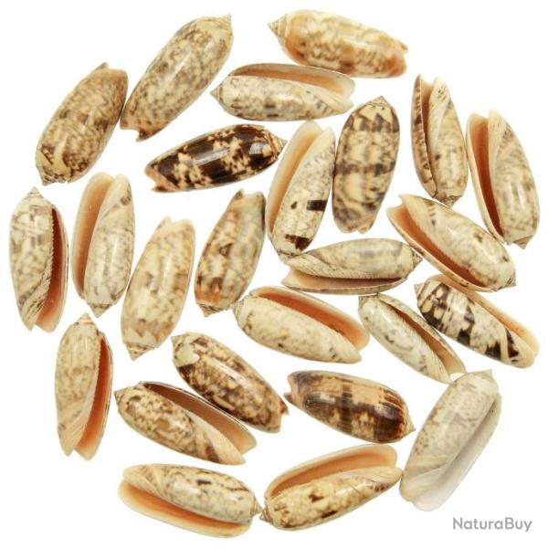 Coquillages oliva miniacea - 6 � 8 cm - Lot de 3