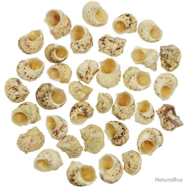 Coquillages turbo chrysostomus - 2.5 � 3.5 cm - Lot de 10