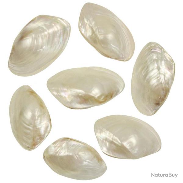 Coquillages moulle nacr�es polies enti�res - 6 � 8 cm - Lot de 3