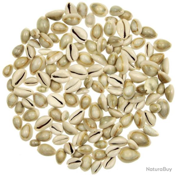 Coquillages cypraea annulus - 1.5 � 2.5 cm - 100 grammes