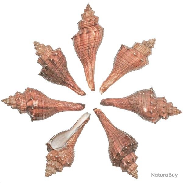 Coquillages melongena ternata - 12 � 14 cm - Lot de 2