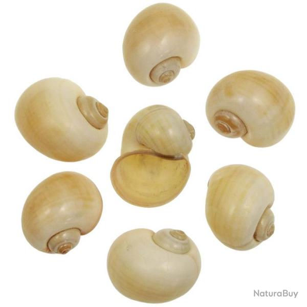 Coquillages pomocea canaliculata polis jaunes - 6 � 7 cm - Lot de 2