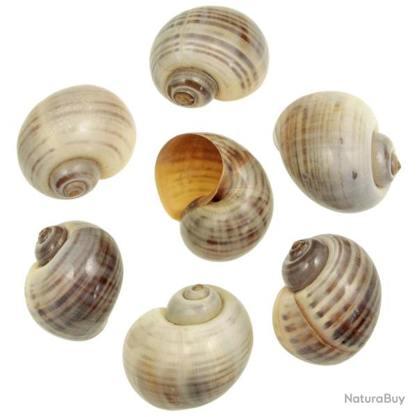 Coquillages pomocea canaliculata polis ray�s - 6 � 7 cm - Lot de 2