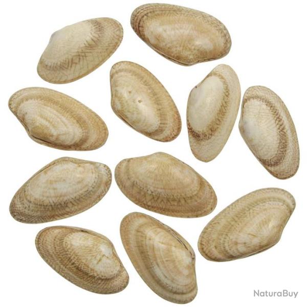 Coquillages paphia japonica polis entiers - 6 � 7 cm - Lot de 5