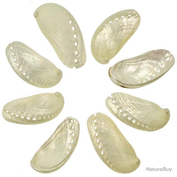 Coquillages haliotis asinina nacr�s - 5 � 7 cm - Lot de 5
