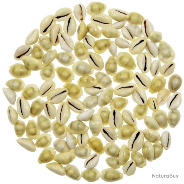 Coquillages cypraea monetaria moneta - 1.5 � 2 cm - 100 grammes