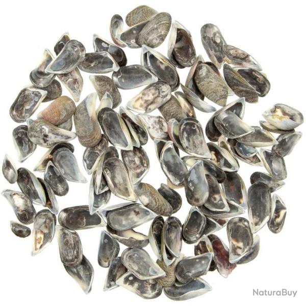 Coquillages mytilus - 2 � 3 cm - 100 grammes