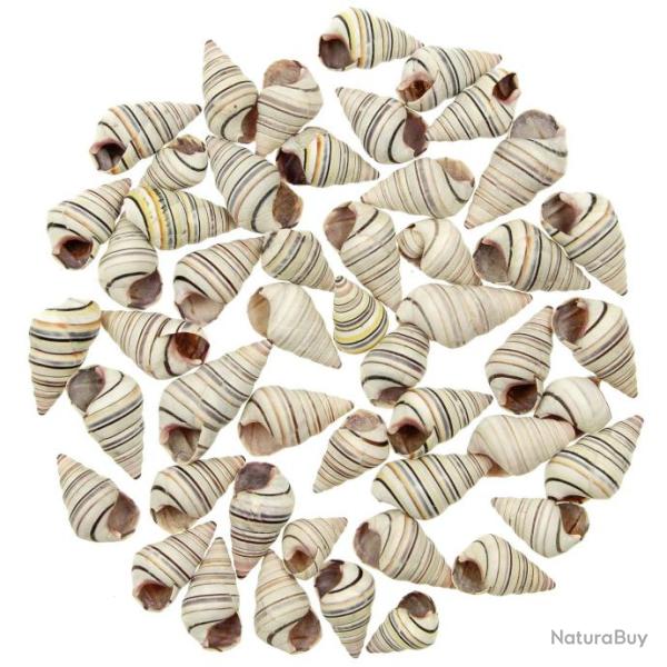 Coquillages liguus virgineus - 2 � 3 cm - Lot de 10