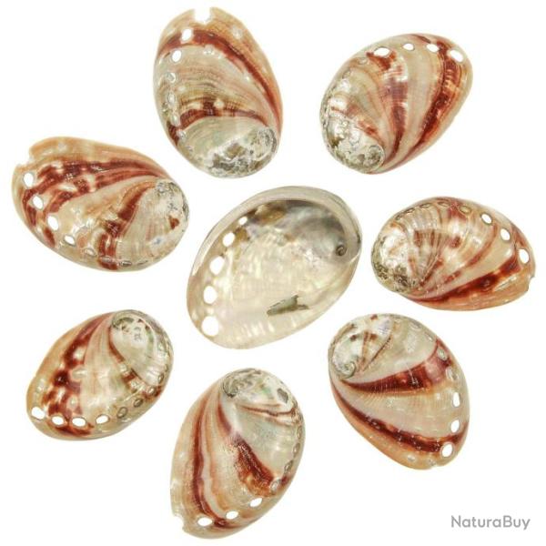 Coquillages haliotis rufescens polis - 6 � 8 cm - Lot de 5