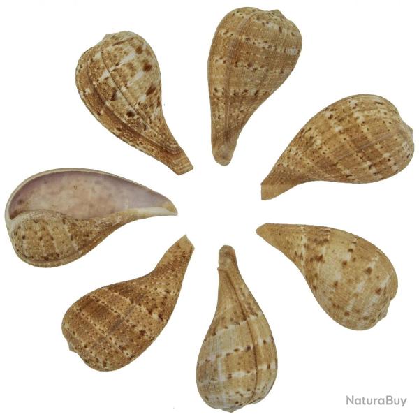 Coquillages ficus subintermedia - 5 � 7 cm - Lot de 5