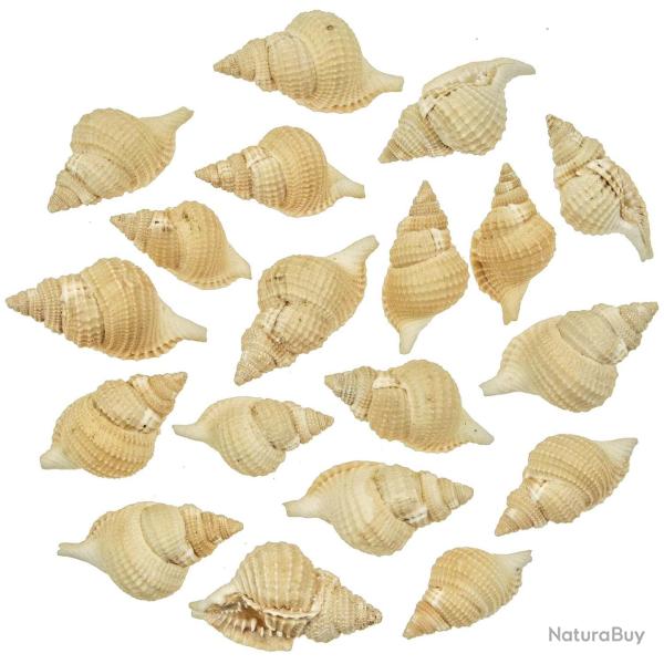 Coquillages distorsio reticulata - 3 � 6 cm - Lot de 5