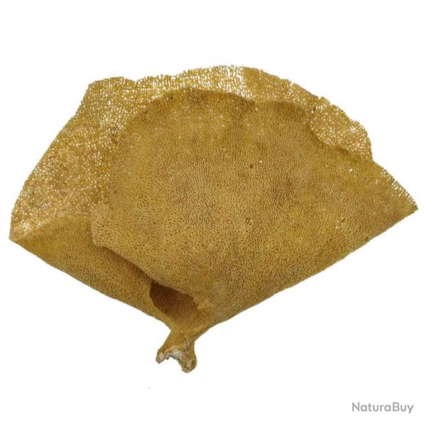 Eponge coupe - 12 � 15 cm