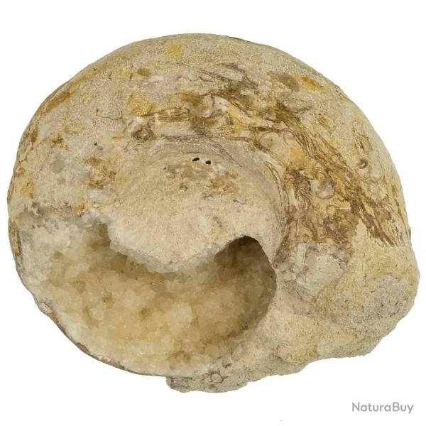 Ammonite fossile calcifie ouverte - 1539 grammes