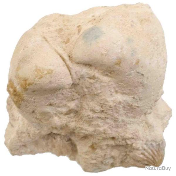 Bivalves et rhynchonelles fossiles sur gangue - 618 grammes