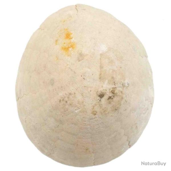 Oursin fossile - 97 grammes