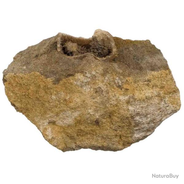 Int�rieur de t�r�bratule calcifi� sur gangue - 107 grammes