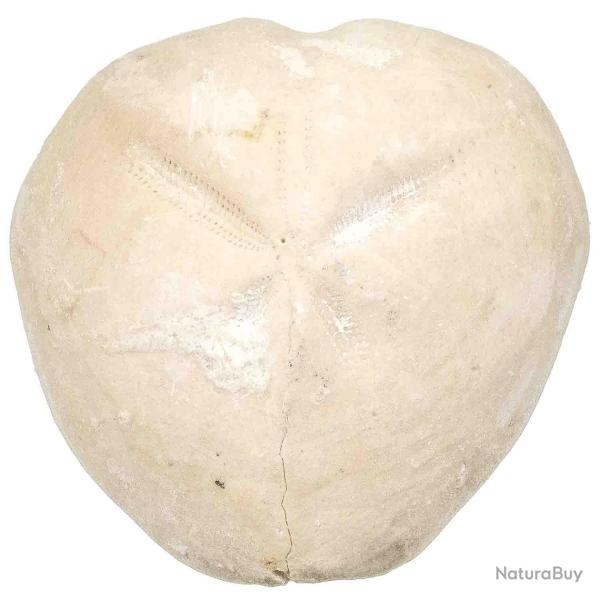 Oursin micraster fossile - 90 grammes